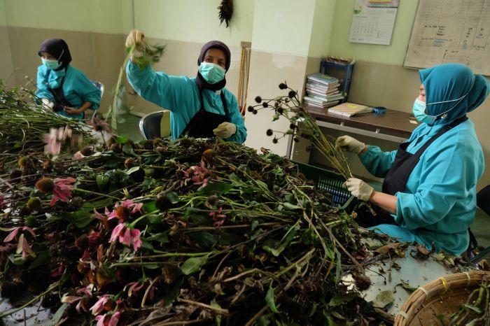 Kesehatan Tradisional Kurang Dukungan Pemerintah